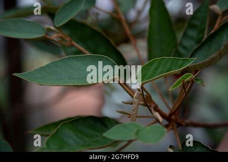 Si ritiene che Sant'Elena Ebony (Trochetiopsis ebenus) fosse estinta fino a quando gli ultimi due furono scoperti aggrappati al fianco di una scogliera nel 1980. Botanici Foto Stock