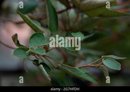 Si ritiene che Sant'Elena Ebony (Trochetiopsis ebenus) fosse estinta fino a quando gli ultimi due furono scoperti aggrappati al fianco di una scogliera nel 1980. Foto Stock