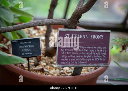 Si ritiene che Sant'Elena Ebony (Trochetiopsis ebenus) fosse estinta fino a quando gli ultimi due furono scoperti aggrappati al fianco di una scogliera nel 1980. Foto Stock