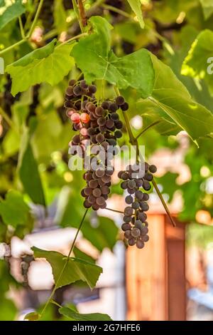 Fascicola uva rossa che cresce tra le foglie. Ramo di vite con uva ed Foto Stock