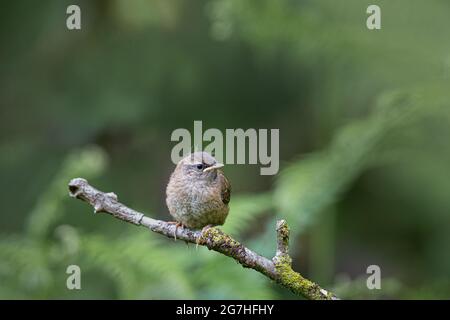 Wren appollaiato su un ramo. Foto Stock