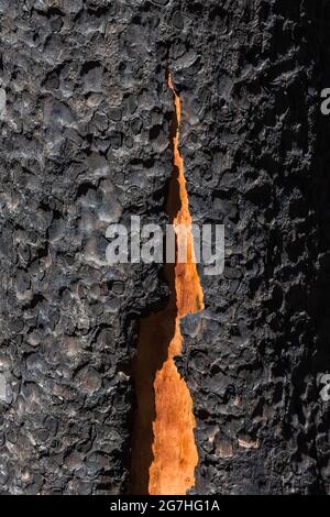 Crepa nella corteccia di Lodgepole Pine, Pinus contorta, albero bruciato nel 2012 Table Mountain Fire, rivelando legno morto sotto, Table Mountain, Okanogan-Wena Foto Stock