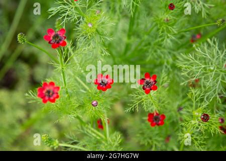 Adonis aestivalis, l'occhio del fagiano estivo, è una pianta medicinale ed ornamentale originaria dell'Europa. Il Chelsea Physical Garden è uno dei più antichi b Foto Stock