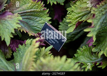 Il perilla frutescens var. Cripa, conosciuto anche con il suo nome giapponese shiso, è un'erba della famiglia delle zecche Lamiaceae. È originario delle regioni montane Foto Stock