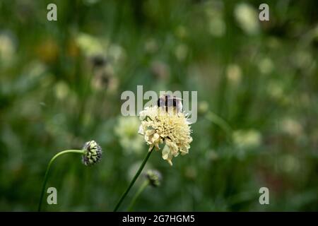 Un bumblebee di heath (Bombus jonellus) seduto su un fiore di columbaria di Scabiosa, conosciuto anche come scabio giallo pallido al Chelsea Physics Garden, Londra, Foto Stock