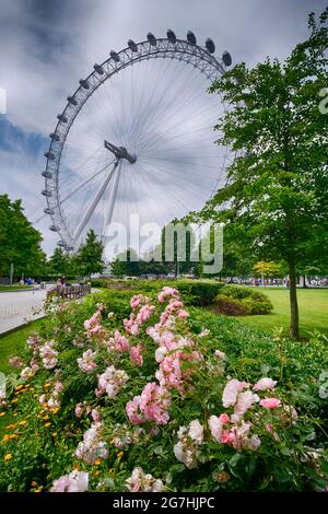 Jubilee Gardens vicino al centro South Bank di Waterloo, Londra, con la ruota London Eye sullo sfondo. Foto Stock