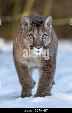 Il cougar americano gode di neve appena caduta. Foto Stock