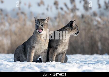 I cougar giocano in un prato innevato. Foto Stock