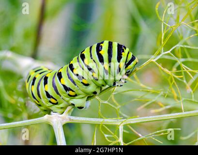 Closeup di un bruco nero a coda di rondine (papilio polisseni) che si alimenta sul finocchio. CopySpace. Foto Stock