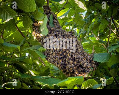 Sciame di api da miele in un albero di Cobnut in un giardino britannico. Foto Stock