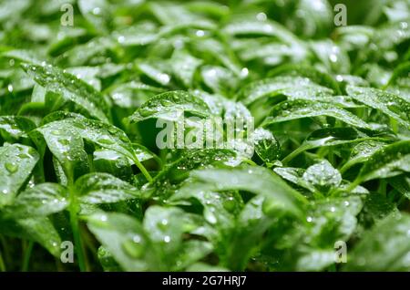 Pepe piantine con gocce d'acqua su una foglia, crescendo nella loro serra. Profondità di campo poco profonda, messa a fuoco selettiva. Concetto di giardinaggio. Foto Stock