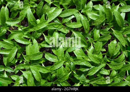 Pepe piantine con gocce d'acqua sulle foglie come sfondo verde, vista dall'alto. Concetto di agricoltura biologica. Foto Stock