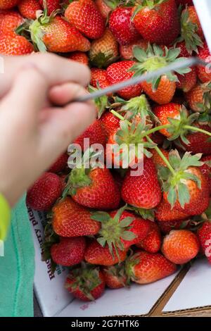 Raccolta di fragole a Marble Falls, Texas Foto Stock