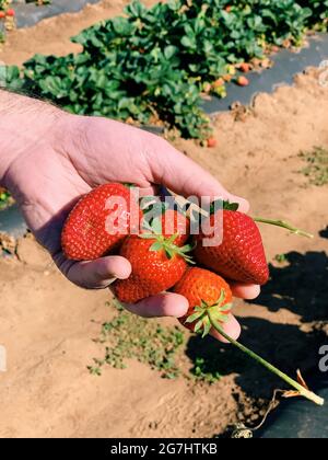 Raccolta di fragole a Marble Falls, Texas Foto Stock