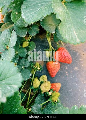 Raccolta di fragole a Marble Falls, Texas Foto Stock