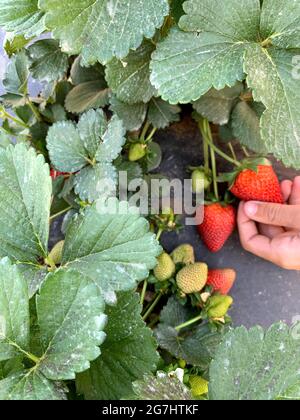 Raccolta di fragole a Marble Falls, Texas Foto Stock