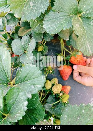 Raccolta di fragole a Marble Falls, Texas Foto Stock