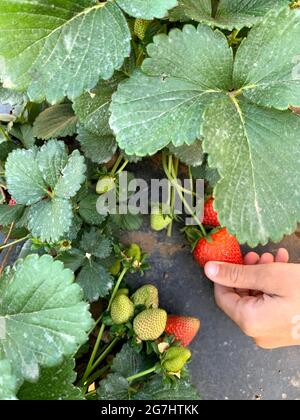 Raccolta di fragole a Marble Falls, Texas Foto Stock