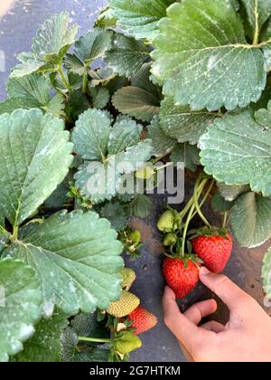 Raccolta di fragole a Marble Falls, Texas Foto Stock