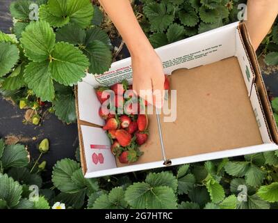 Raccolta di fragole a Marble Falls, Texas Foto Stock