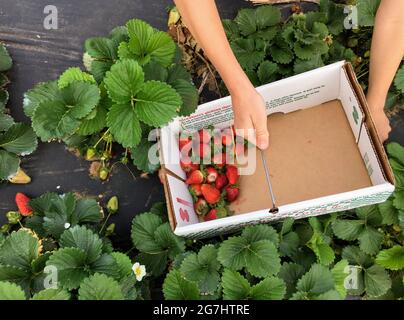 Raccolta di fragole a Marble Falls, Texas Foto Stock