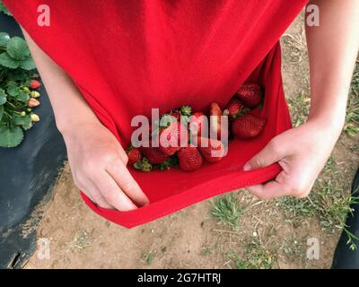 Raccolta di fragole a Marble Falls, Texas Foto Stock