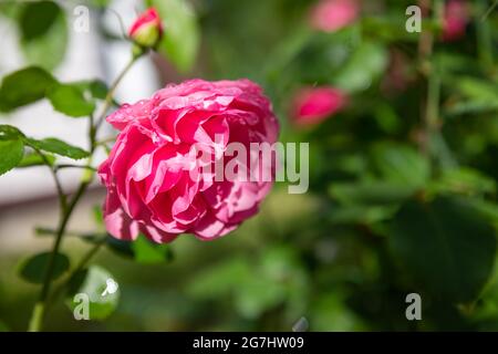 Un sacco di piccole rose rosa sul closeup cespuglio in giardino tramonto. peony rosa cespuglio fiorire nel giardino cortile in estate luminoso giorno. Decorazione dei fiori e. Foto Stock