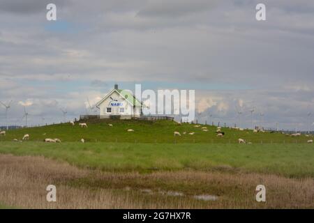 Pascolo pecore su un prato, sparare in grandangolo vicino Hamburger Hallig nel nord della Germania Foto Stock