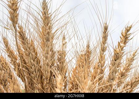 Un mazzo di spighe di grano su uno sfondo bianco con un posto per il vostro testo. Foto Stock