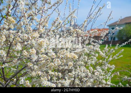 Albero fiorito. Foto Stock