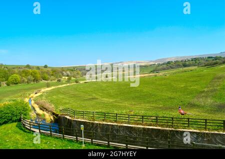 Campagna di Littleborough a Rochdale Lancashire vista dal lago di Hollingworth parco di campagna con un fagiano comune nome latino Phasianus colchicus in Foto Stock