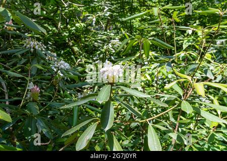 Rhododendron germoglio fiorire in una vecchia foresta di crescita Foto Stock