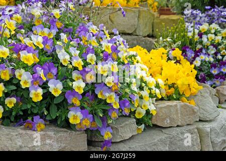 Violette corna fiorite, viola cornuta, in primavera Foto Stock