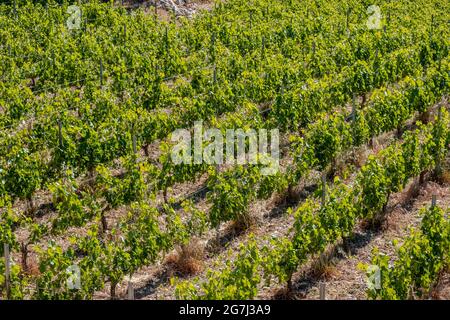 Vigneto vite sfondo. Concetto di vinificazione dell'isola greca. Vitigni in filari, piante fresche su struttura metallica. Giornata estiva di sole a Sifno Foto Stock