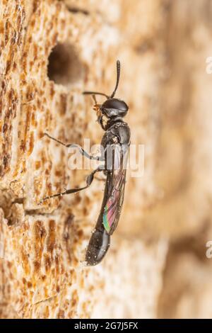 Un Wasp a testa quadrata (Trypoxylon sp.) esamina una cavità sul lato di un albero di quercia morto. Foto Stock