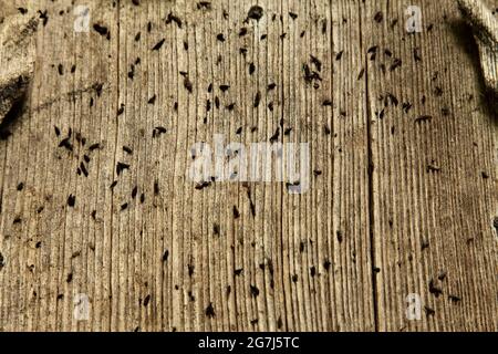 Escrementi di pipistrelli sulla porta occidentale della Santa Trinity Collegiate Church, Tattersall, Lincolnshire, Regno Unito, che ospita centinaia di pipistrelli di varie specie. Foto Stock