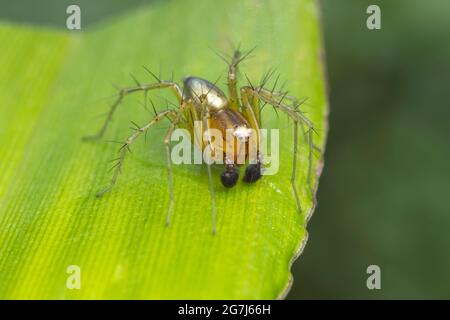 Striped Lynx Spider (Oxyopes salticus) Foto Stock