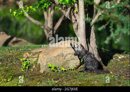 Cross Fox Kit (Vulpes vulpes) si siede vicino a Rock Estate - animale prigioniero Foto Stock