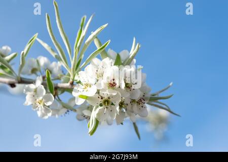 Fiore primaverile dell'albero di pera d'argento piangente, fiori bianchi di pera a foglia di salice, pendola di salicifolia di pyrus, cielo blu Foto Stock