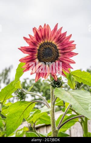 Girasole 'Harlequin', Helianthus annuus. Foto Stock