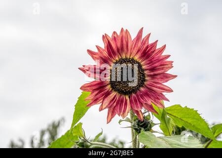 Girasole 'Harlequin', Helianthus annuus. Foto Stock