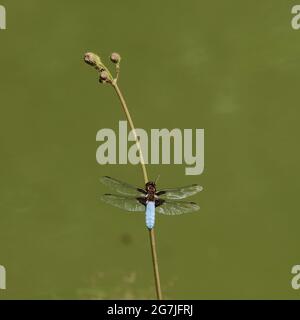 Dragonfly su una lama di erba sullo sfondo di acqua verde fangosa Foto Stock