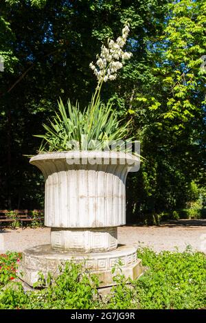 Fioritura ago di Adamo e filo Yucca filamentosa in vaso di fiori di pietra, Erzsebet-kert, Sopron, Ungheria Foto Stock