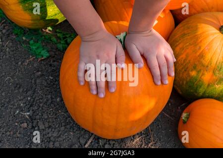 Le mani dei bambini giacciono su una zucca arancione. Un mucchio di zucche arancioni sul campo. Primo piano. Vista dall'alto. Concetto di raccolta. Foto Stock