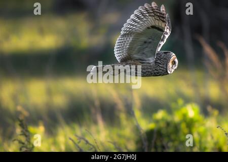 Gufo da lungo tempo a caccia al tramonto, gufo volante, predatore di asio otus, cacciatore di uccelli, rapitore di uccelli da caccia Foto Stock