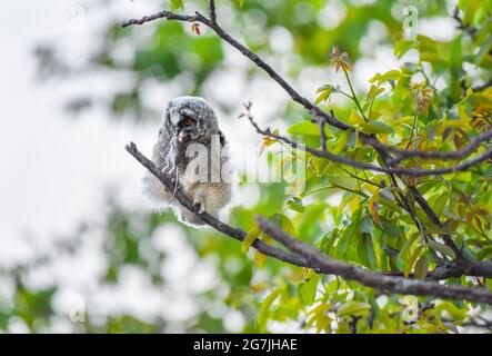 Cazzo di gufo giovane con preda seduto sul ramo dell'albero, cazzo di gufo a long-eared su una caccia, maestoso Asio Otus con il mouse in becco, uccello nascosto nell'albero Foto Stock