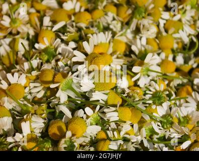 Camomilla, Lat. Matricaria camomilla fiori primo piano Foto Stock