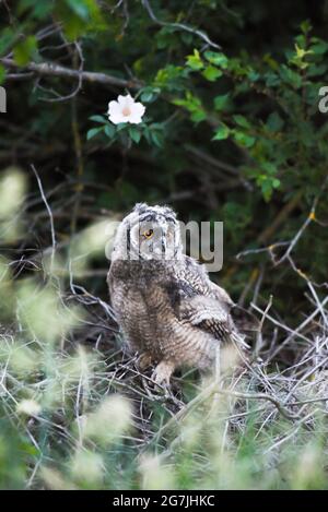 Curioso bambino gufo fissando con grandi occhi luminosi, carino gufo da lungo-orecchie seduto sull'albero, selvaggio Asio Otus, affamato gufo chick posa, gufo ritratto, giovane cacciatore Foto Stock