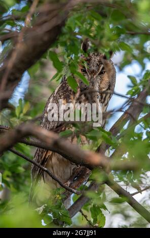 Gufo dalle orecchie lunghe con preda seduto sul ramo dell'albero, gufo dalle orecchie lunghe a caccia, maestoso Asio Otus con il mouse in becco Foto Stock