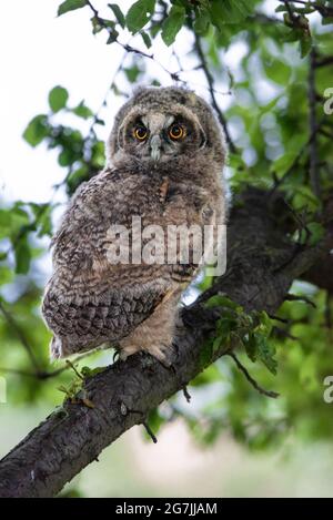 Carino bambino gufo a lungo orecchie seduto su un albero, asio Otus selvaggio, gufo affamato posa, gufo ritratto, giovane cacciatore crescere, rapitore bambino Foto Stock